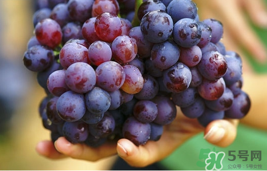 夏黑葡萄可以釀酒嗎？夏黑葡萄怎么自釀酒？