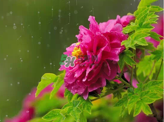 2017大暑會不會下雨？2017大暑下雨好嗎？