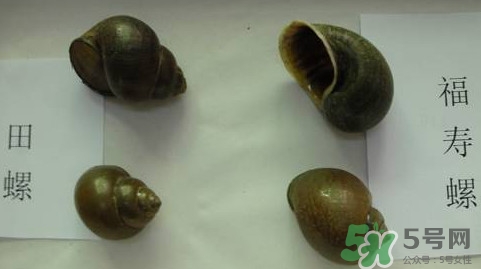 福壽螺吃了會怎樣？福壽螺有什么危害？