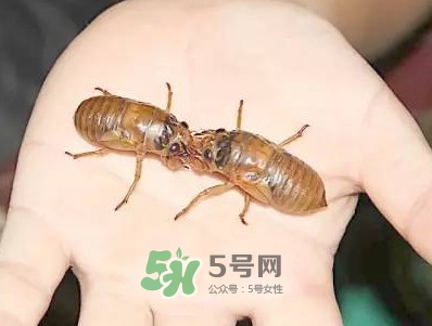 爬叉什么時候出來？爬叉怎么保存