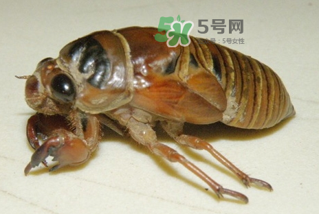 金蟬有什么營養(yǎng)價值？吃金蟬有什么好處？