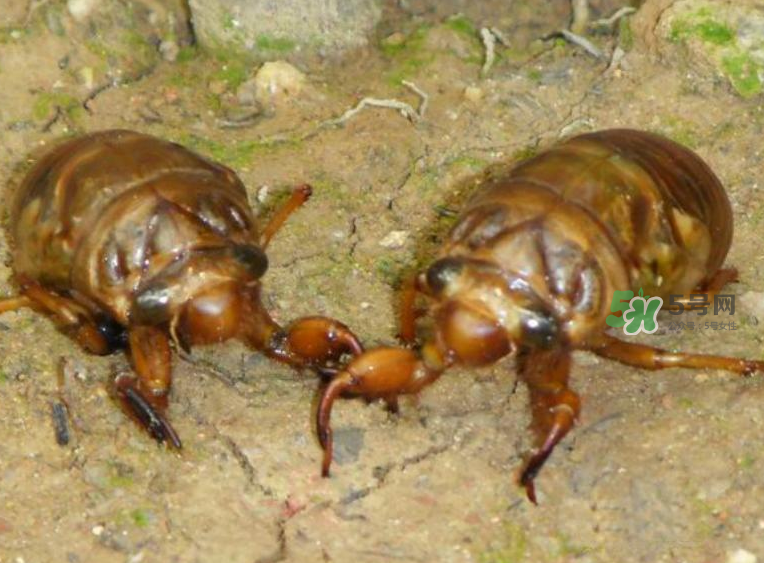 金蟬有什么營養(yǎng)價值？吃金蟬有什么好處？