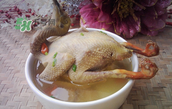 三伏天能吃鴿子嗎？三伏天能喝鴿子湯嗎？