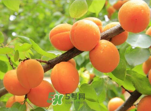 黃桃為什么用鹽水泡？黃桃為什么要用鹽水泡？