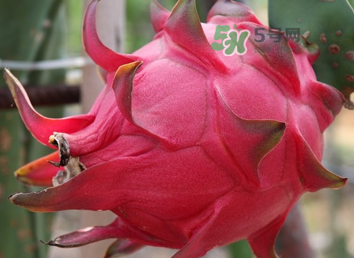 紅心火龍果一天吃幾個(gè)？紅心火龍果一天吃多少？