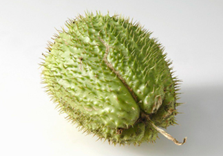 刺果番荔枝多少錢一斤？刺果番荔枝哪里有賣？