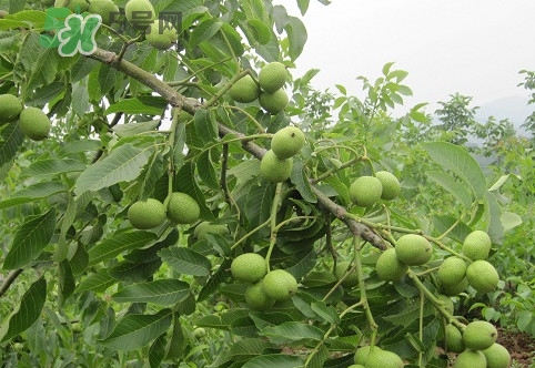 青皮核桃營(yíng)養(yǎng)價(jià)值高嗎？青皮核桃怎么挑選
