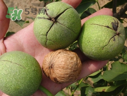 青皮核桃哪里有賣(mài)？哪里可以買(mǎi)到青皮核桃