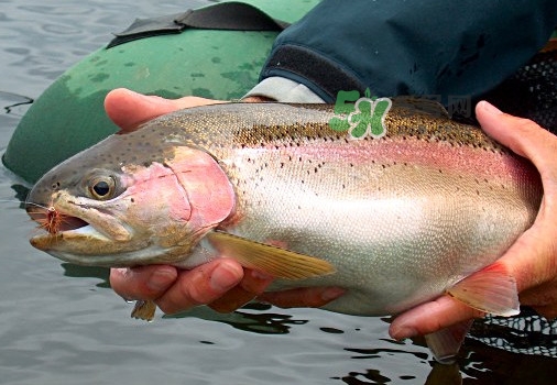 鱒魚可以生吃嗎？鱒魚是海魚還是淡水魚