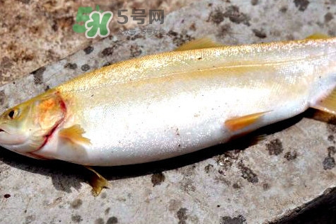 鱒魚怎么讀？鱒魚怎么做好吃