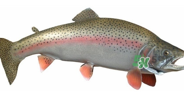 鱒魚(yú)是三文魚(yú)嗎？鱒魚(yú)是什么魚(yú)