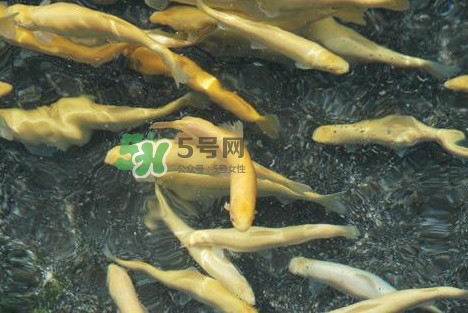 金鱒魚多少錢一斤？金鱒魚刺多嗎