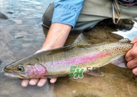 鱒魚可以生吃嗎？鱒魚是海魚還是淡水魚