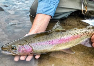 鱒魚可以生吃嗎？鱒魚是海魚還是淡水魚