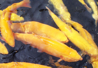金鱒魚多少錢一斤？金鱒魚刺多嗎