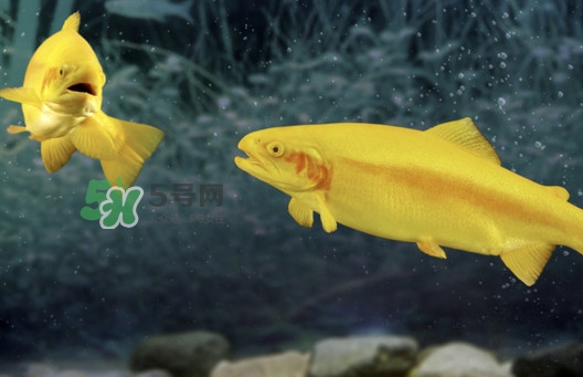 金鱒魚好吃嗎？金鱒魚怎樣做好吃