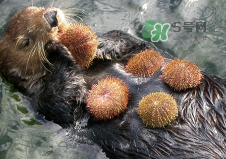 海膽是什么東西？海膽是動(dòng)物還是植物？
