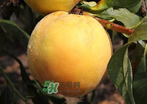 錦繡黃桃多少錢一斤？錦繡黃桃好吃嗎？