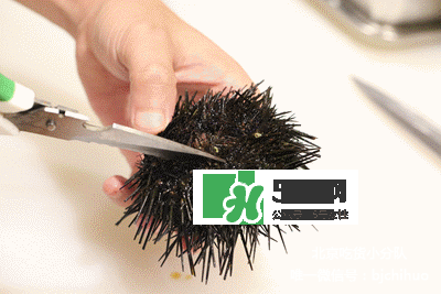 海膽怎么處理？海膽可以生吃嗎？