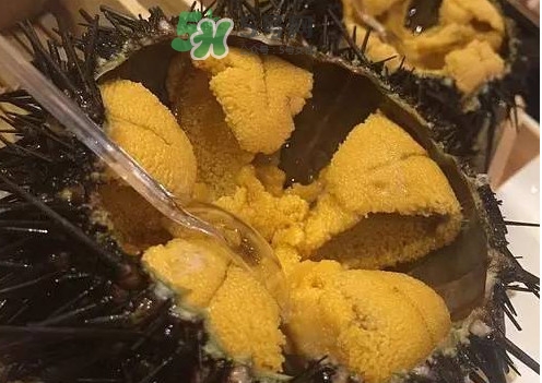 冷凍海膽黃化了能吃嗎？海膽吃多了會(huì)怎樣