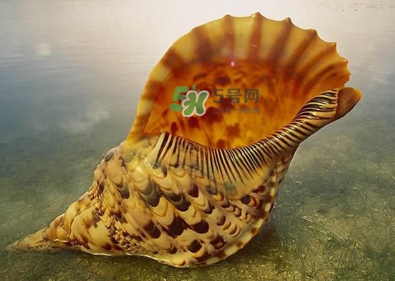 為什么海螺殼里面會(huì)有聲音？海螺和韭菜能不能一起吃