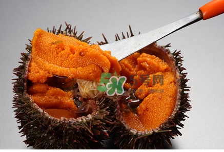冷凍海膽黃化了能吃嗎？海膽吃多了會(huì)怎樣