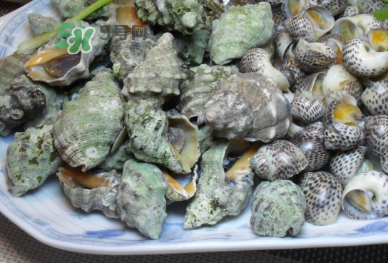 海螺怎么做好吃？海螺怎么清洗干凈