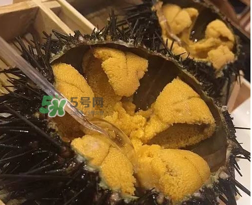 海膽貴嗎？海膽多少錢一斤？