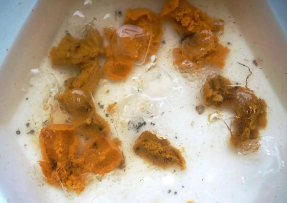 活海膽怎么殺？海膽怎么開殼？