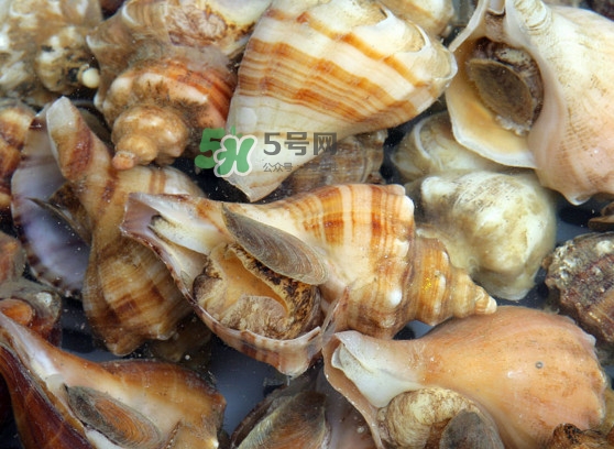 為什么海螺殼里面會(huì)有聲音？海螺和韭菜能不能一起吃