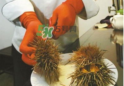 海膽是發(fā)物嗎？海膽是寒性的嗎