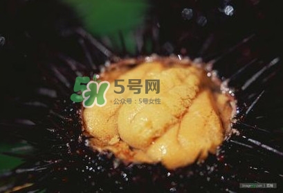 海膽是什么味道？海膽有什么營養(yǎng)價值