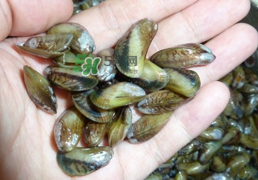 薄殼什么季節(jié)有？薄殼孕婦可以吃嗎？