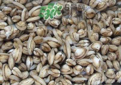 海瓜子怎么養(yǎng)？如何挑選海瓜子
