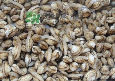 海瓜子煮多久能熟？海瓜子為什么放在水里殼不張開