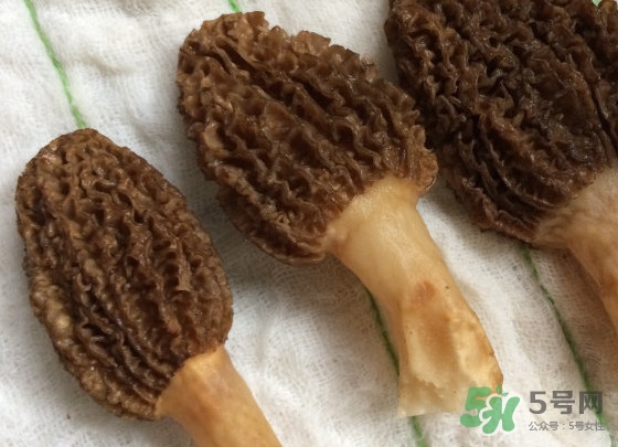 羊肚菌什么時候采摘？羊肚菌什么季節(jié)有