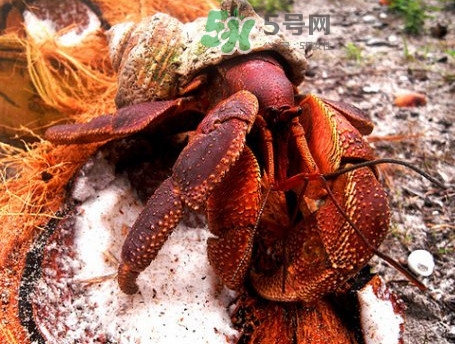 椰子蟹是寄居蟹嗎？椰子蟹中國(guó)哪里能買到