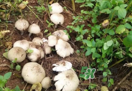 雞樅菌可以人工種植嗎？怎么人工種植雞樅菌