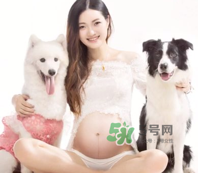 狗對(duì)孕婦的危害有哪些？狗對(duì)孕婦有影響嗎？