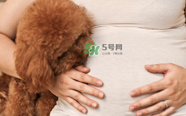 狗對(duì)孕婦的危害有哪些？狗對(duì)孕婦有影響嗎？