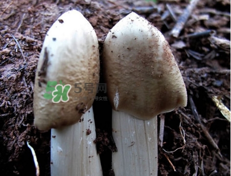 雞樅菌怎么保存？雞樅菌可以放冰箱嗎？