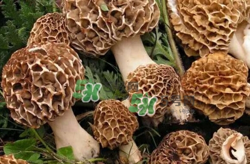 羊肚菌最大產(chǎn)地是哪兒？羊肚菌怎么泡發(fā)