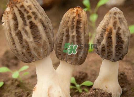 生了蟲的羊肚菌能吃嗎？羊肚菌長蟲子怎么辦？