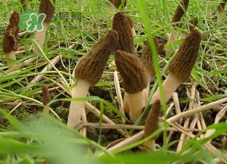 羊肚菌什么時候采摘？羊肚菌什么季節(jié)有