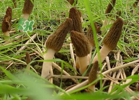 如何識(shí)別羊肚菌真假？買羊肚菌怎么挑選