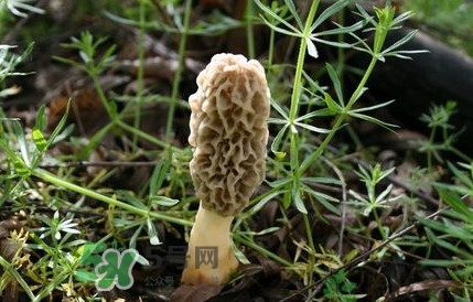 如何識(shí)別羊肚菌真假？買羊肚菌怎么挑選