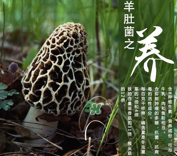 如何識(shí)別羊肚菌真假？買羊肚菌怎么挑選