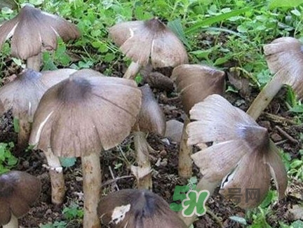 雞樅菌什么時候有？雞樅菌生長在什么地方