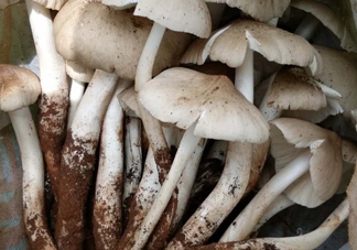 雞樅菌什么時(shí)候有？雞樅菌生長(zhǎng)在什么地方