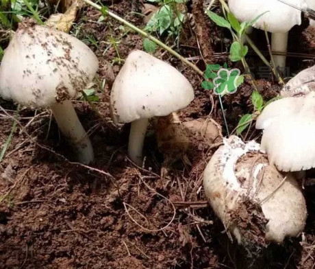 雞樅菌怎么保存？雞樅菌可以放冰箱嗎？